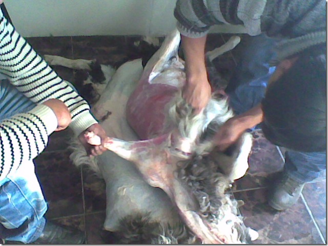sheep slaughter 1
