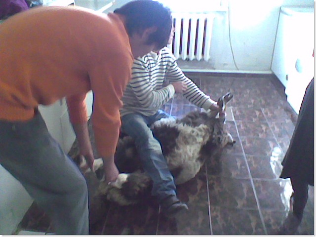 sheep slaughter 3